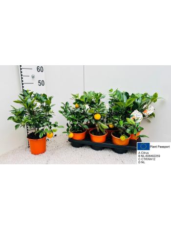 CITR KUMQUAT