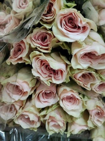 R GR   BELLE ROSE - S/A