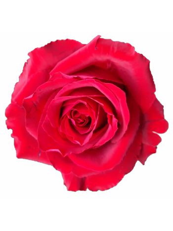 R BOX GR MADAM RED 60CM