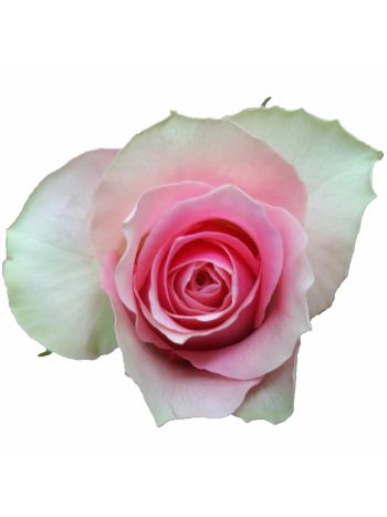 R BOX GR BELLE ROSE 60CM