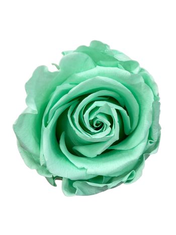 ZVB ROSA STANDARD W-BOX 6SP PASTEL MINT 8435056106482