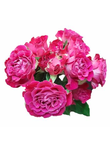 R BOX TR6 ROYAL MAGIC 60CM