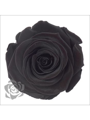 ZZ A TARTÓSRÓZSA LL BLA 01