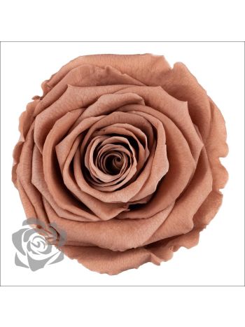 ZZ A TARTÓSRÓZSA LL CHO 89