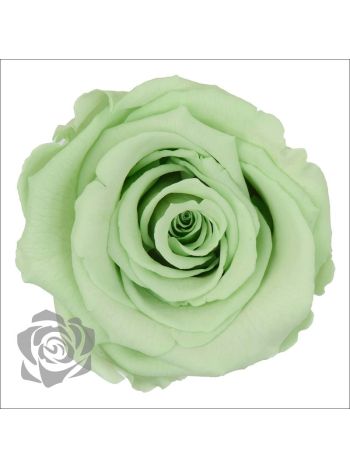 ZZ A TARTÓSRÓZSA LL GRE 04