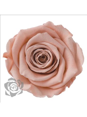 ZZ A TARTÓSRÓZSA LL PEA 01