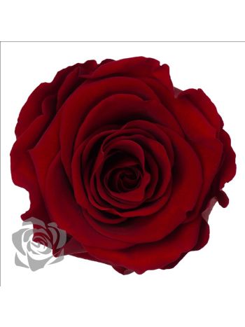 ZZ A TARTÓSRÓZSA LL RED 01