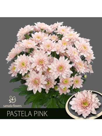 CHR T PASTELA PINK - S
