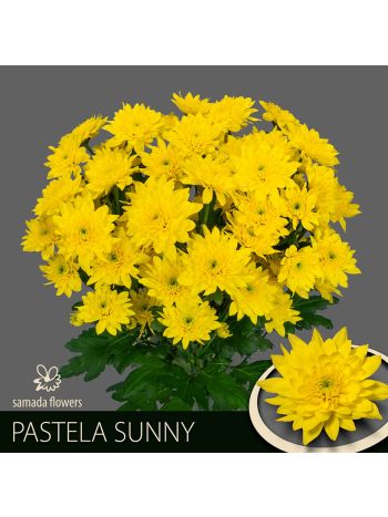 CHR T  S. PASTELA SUNNY - S