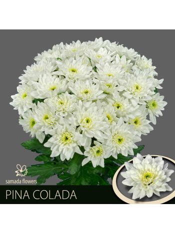 CHR T  F. PINA COLADA