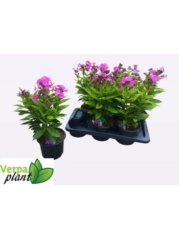 PHLOX P FAMOUS L PUR