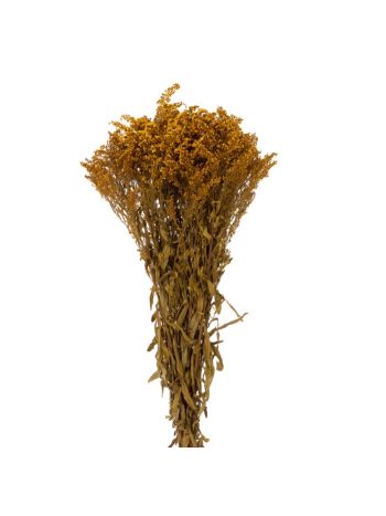 ZVB SOLIDAGO YELLOW 3421770304797