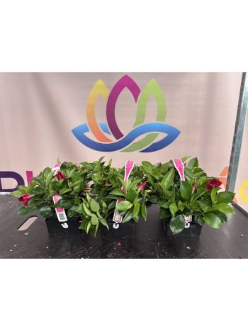 DIPLADENIA MIX *6 CSAK TÁLCÁRA