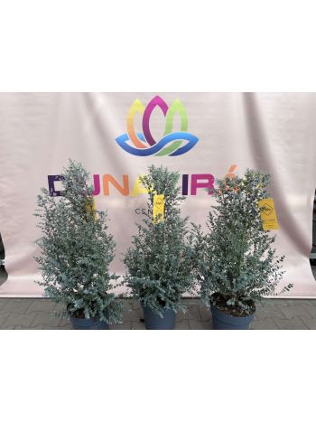 EUCALYPTUS GUNNII AZURA TÉLÁLLÓ