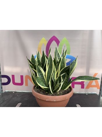 SANSEVIERIA FUTURA P.40 TÁL
