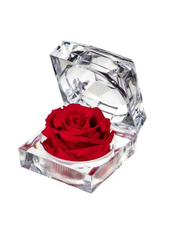 ZZ A TART&Oacute;SR&Oacute;ZSA JEWEL RED 02