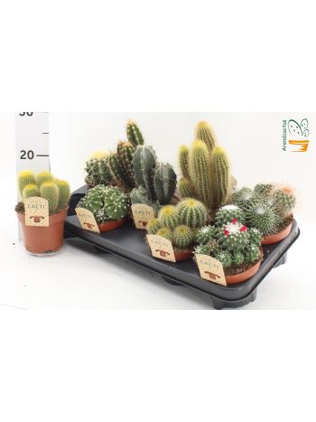 CACTUS GEM *9