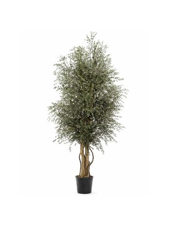 WIDE PARVIFOLIA TARTÓSÍTOTT NÖVÉNY
