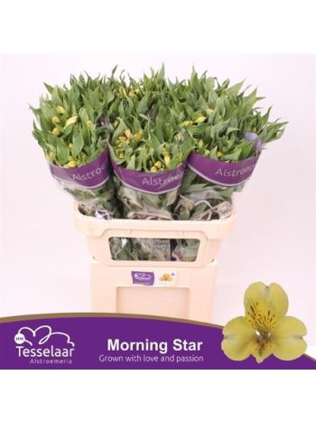 ALSTR MORNING STAR