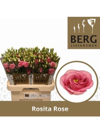 EUS G ROSI ROSE PINK