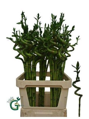 DRAC S LUCKY BAMBOO 90CM