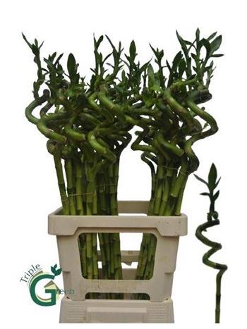 DRAC S LUCKY BAMBOO 70CM