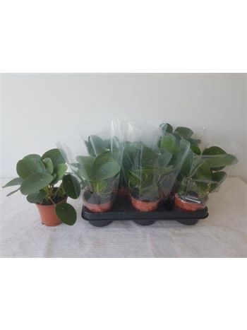 PILEA PEPEROMIOIDES