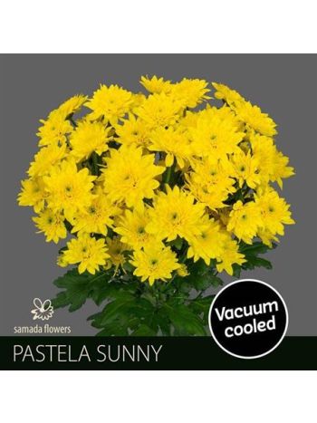 CHR T  S. PASTELA SUNNY