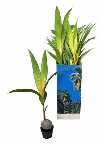 COCOS DW GOLD MALAY AKCIÓS