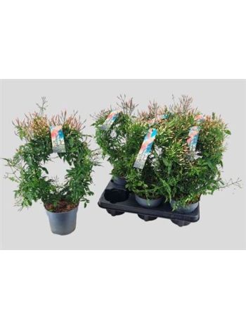 JASM POLYANTHUM