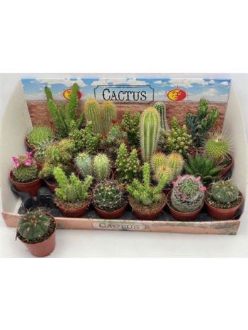 CACTUS GEM *24 DOBOZOS