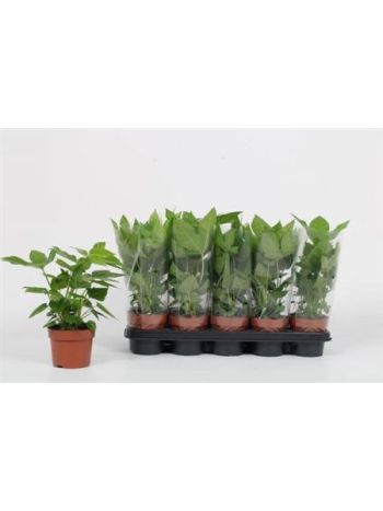FATSIA JAPONICA