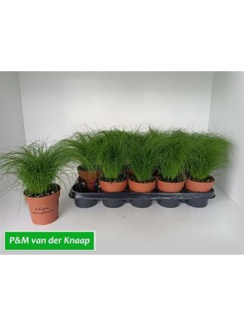 STIP TENUIFOLIA