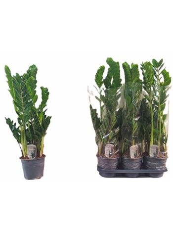 ZAMIOCULCAS ZAMIIFOL