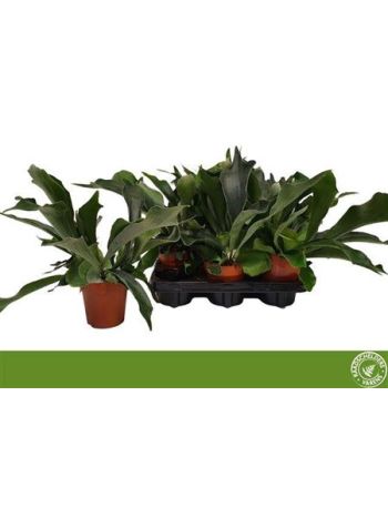 PLATYC BIFURCATUM