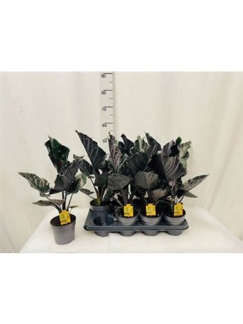 ALOC ANTORO VELVET