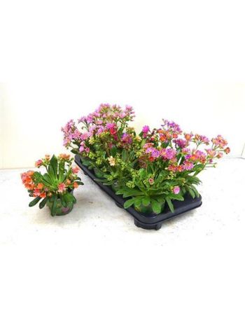 LEWI COTYLEDON