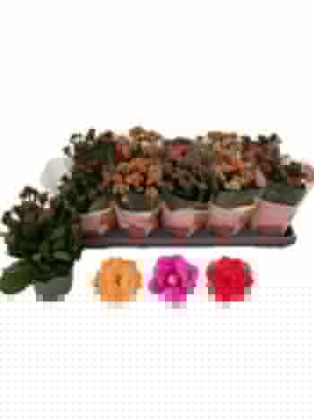 KAL QUEEN MIX *12
