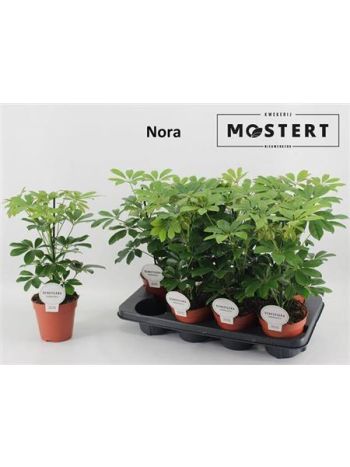 SCHEF AR NORA