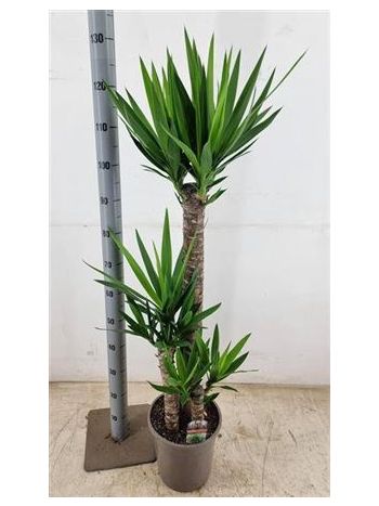 YUCCA 3 TÖRZSES