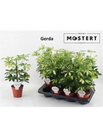 SCHEF AR GERDA