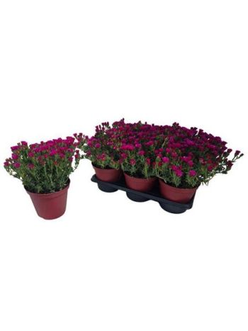 LAMPRANTHUS ROSEUS