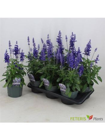 SALVIA FA SF D OCEAN