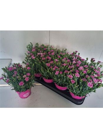 DIANTHUS PINK KISSES