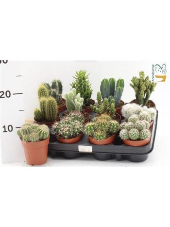 CACTUS GEM