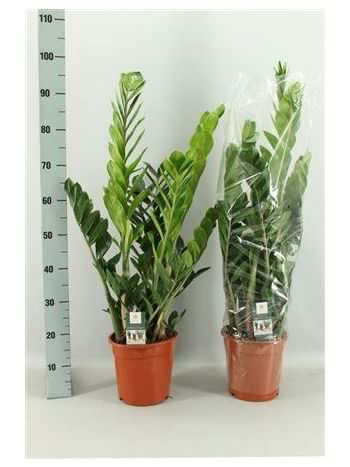 ZAMIOCULCAS ZAMIIFOL