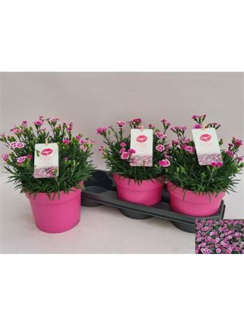 DIANTHUS PINK KISSES