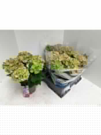 HYDR M 4-5+ REMBRANNDT BEL PES