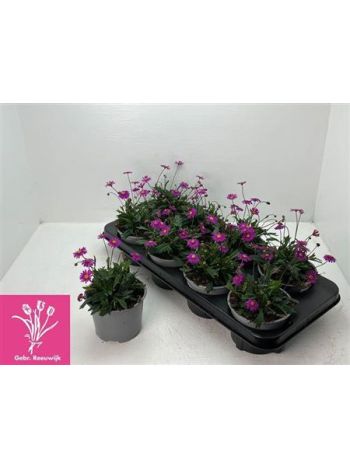 BRACH STRAWBER PINK