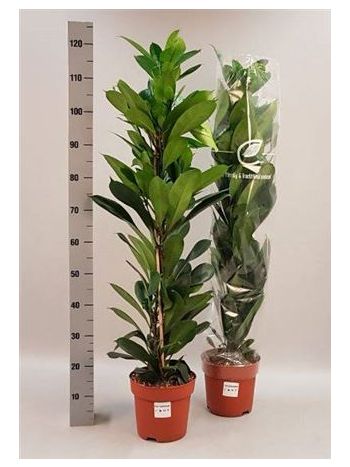 FICUS CYATHISTIPULA